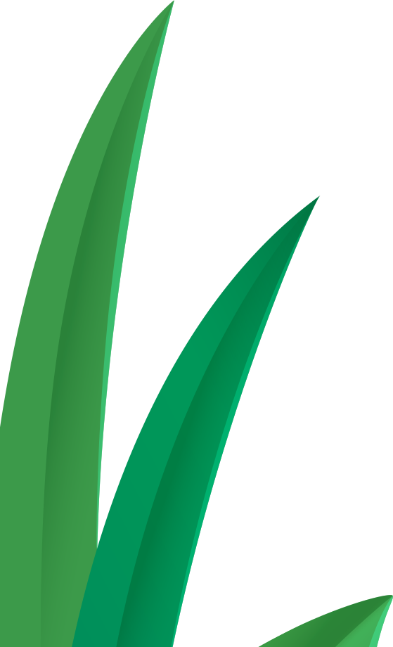 Daun Kiri